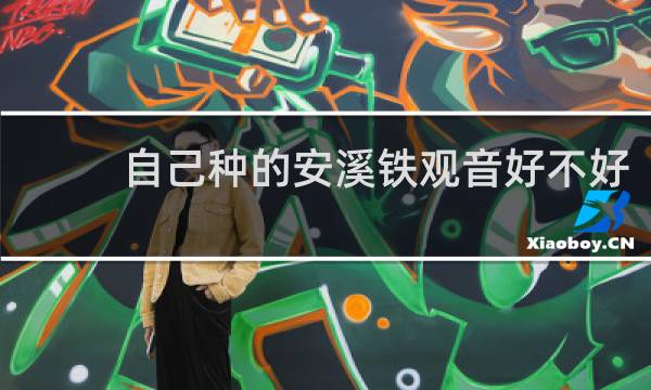 自己种的安溪铁观音好不好