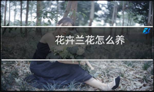 花卉兰花怎么养
