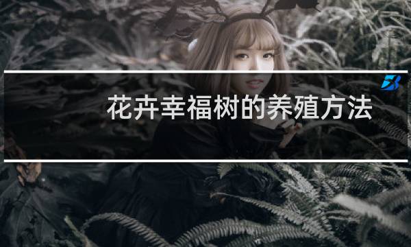 花卉幸福树的养殖方法