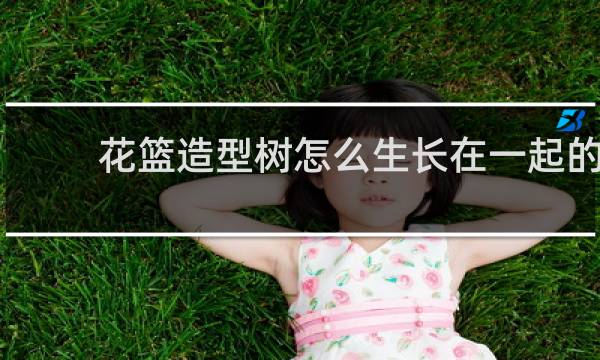 花篮造型树怎么生长在一起的