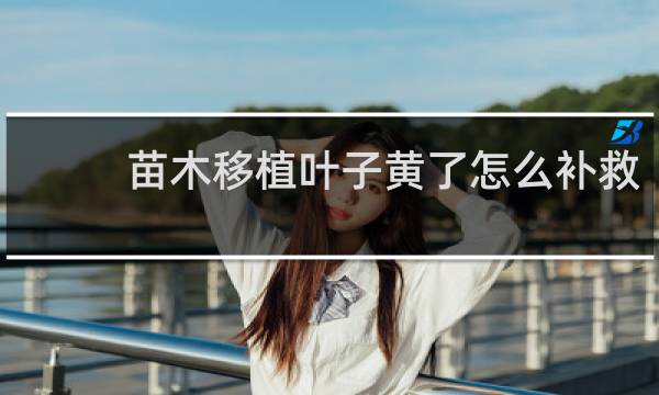 苗木移植叶子黄了怎么补救