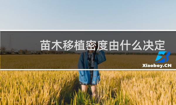 苗木移植密度由什么决定