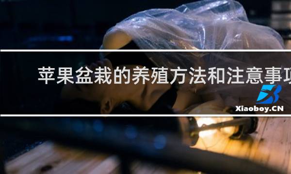 苹果盆栽的养殖方法和注意事项