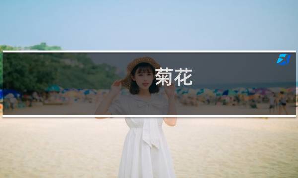 菊花 价格