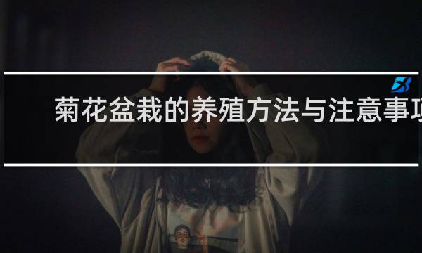 菊花盆栽的养殖方法与注意事项