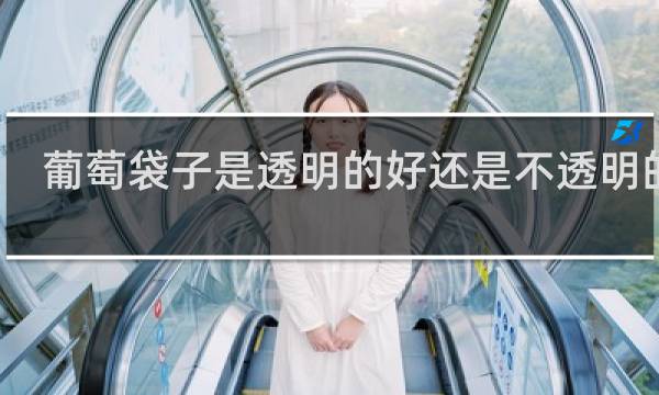 葡萄袋子是透明的好还是不透明的好