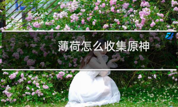 薄荷怎么收集原神