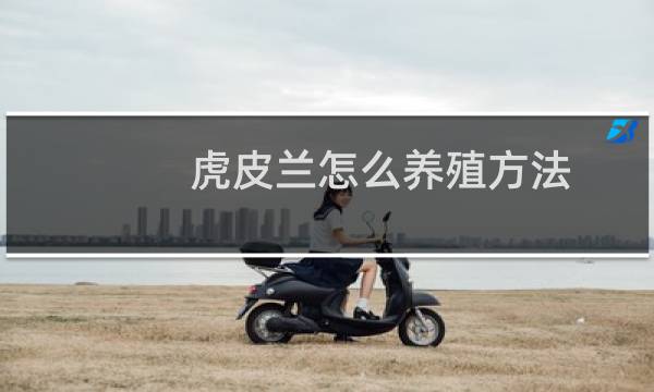 虎皮兰怎么养殖方法