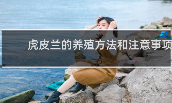 虎皮兰的养殖方法和注意事项