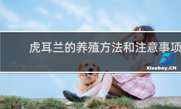 虎耳兰的养殖方法和注意事项