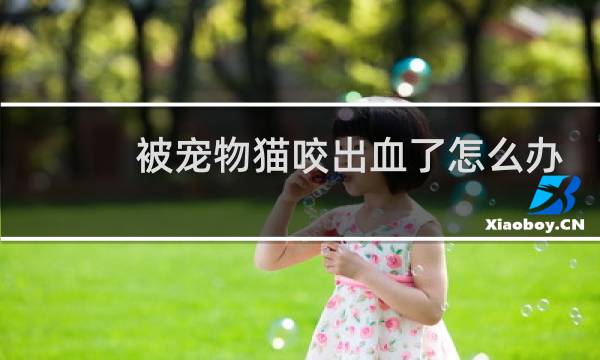 被宠物猫咬出血了怎么办