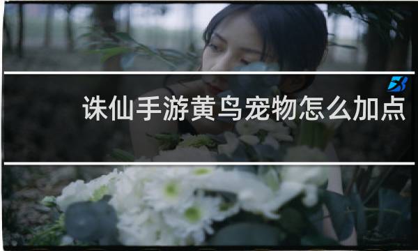 诛仙手游黄鸟宠物怎么加点