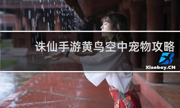诛仙手游黄鸟空中宠物攻略