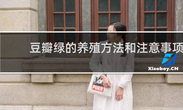 豆瓣绿的养殖方法和注意事项