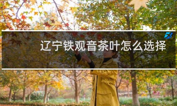 辽宁铁观音茶叶怎么选择