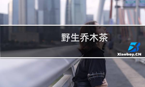 野生乔木茶 价格