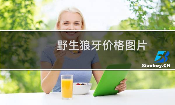 野生狼牙价格图片