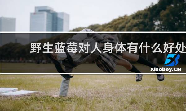 野生蓝莓对人身体有什么好处