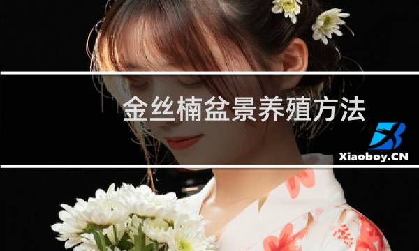 金丝楠盆景养殖方法