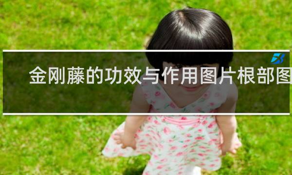 金刚藤的功效与作用图片根部图片
