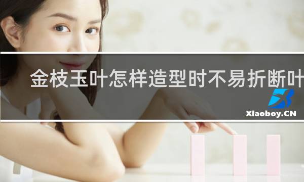 金枝玉叶怎样造型时不易折断叶子