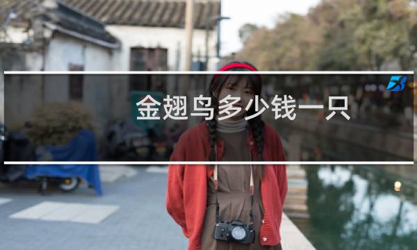 金翅鸟多少钱一只