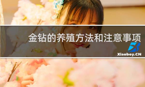 金钻的养殖方法和注意事项
