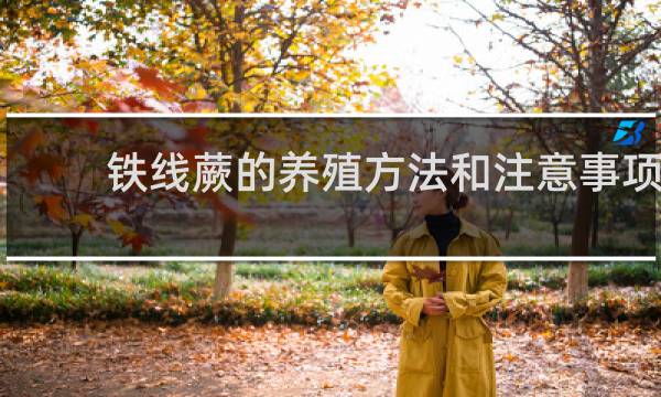 铁线蕨的养殖方法和注意事项