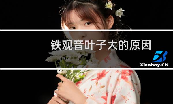 铁观音叶子大的原因