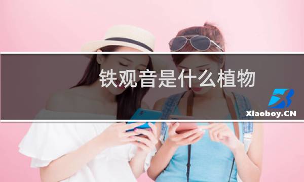 铁观音是什么植物