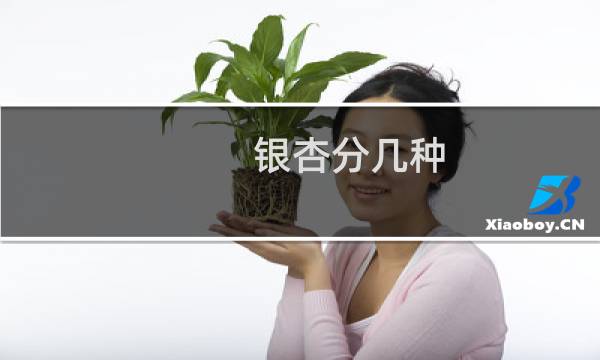 银杏分几种