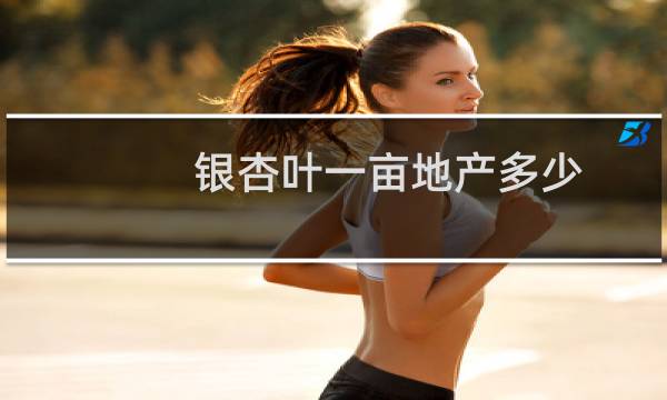 银杏叶一亩地产多少