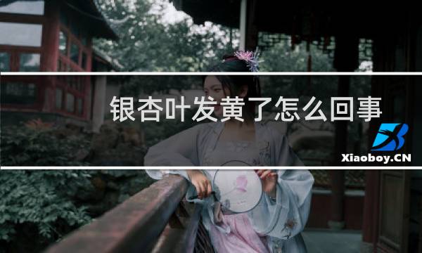 银杏叶发黄了怎么回事