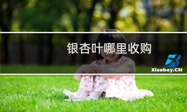 银杏叶哪里收购