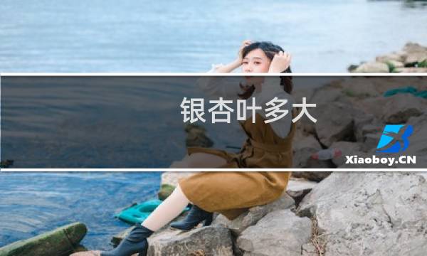 银杏叶多大