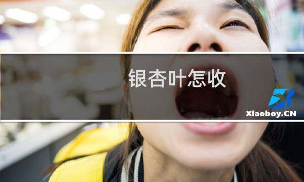 银杏叶怎收