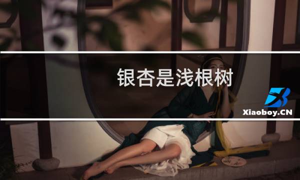 银杏是浅根树
