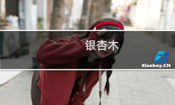 银杏木 价格