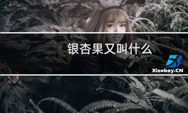 银杏果又叫什么
