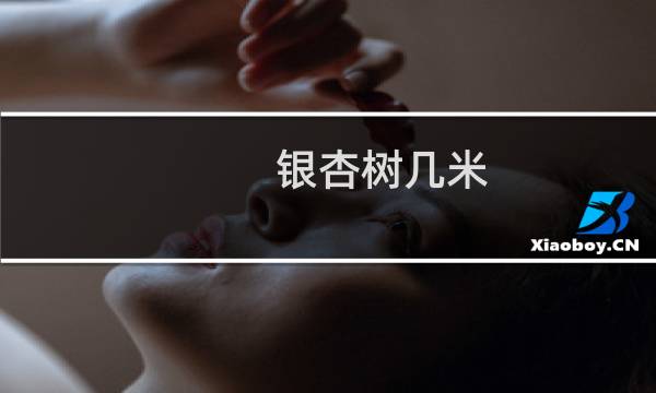 银杏树几米