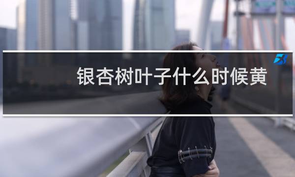 银杏树叶子什么时候黄