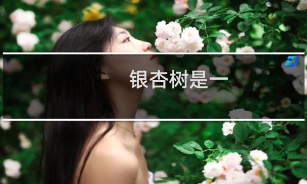 银杏树是一