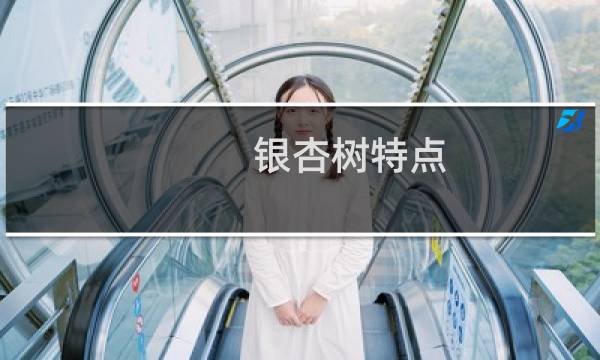 银杏树特点