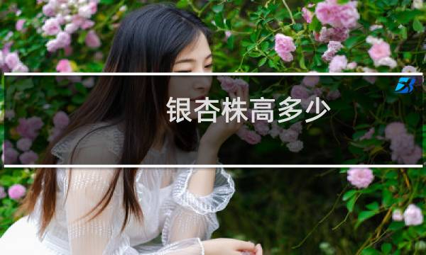 银杏株高多少