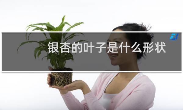 银杏的叶子是什么形状