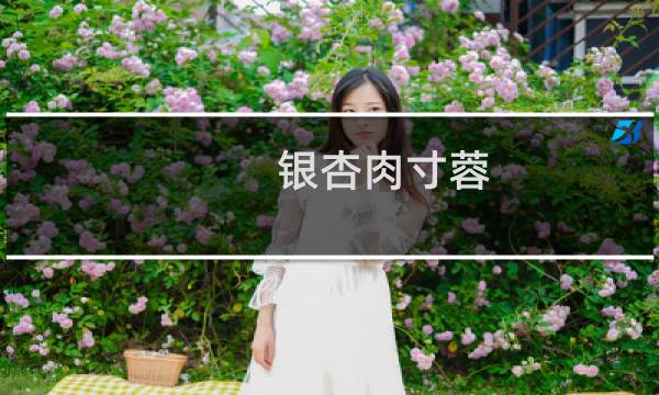 银杏肉寸蓉