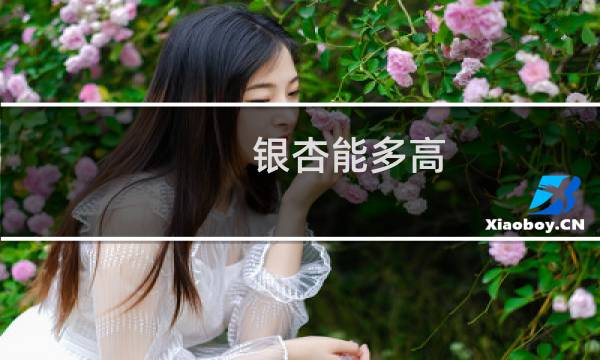 银杏能多高