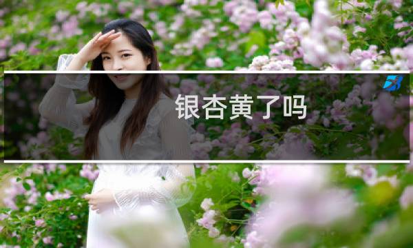 银杏黄了吗