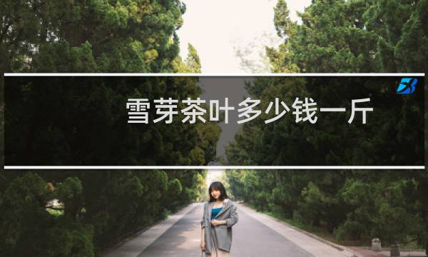 雪芽茶叶多少钱一斤