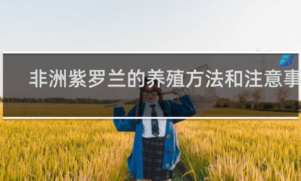 非洲紫罗兰的养殖方法和注意事项